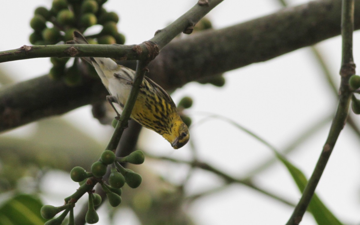 Cape May Warbler - ML41401991