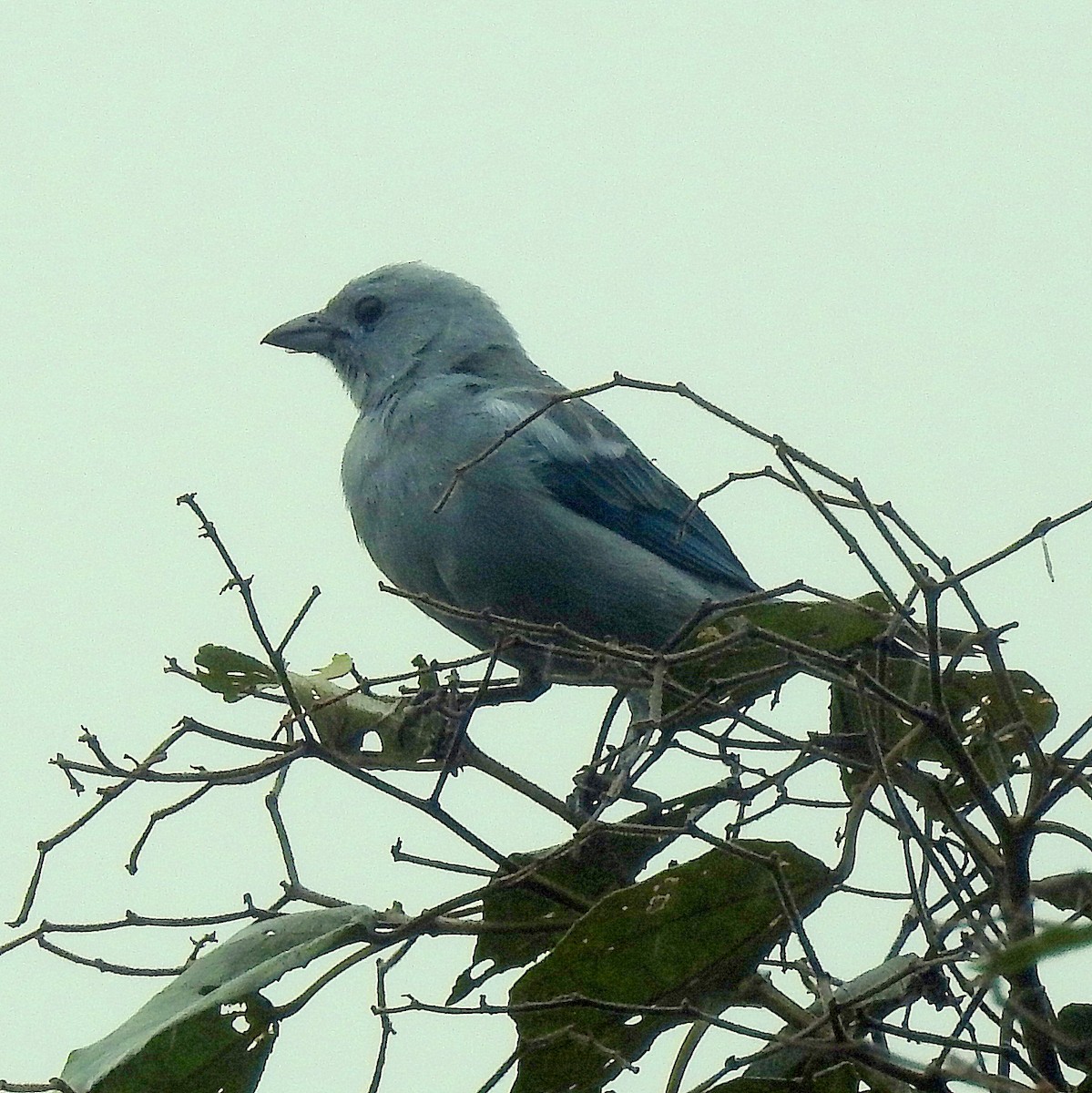 Blue-gray Tanager - ML414021181