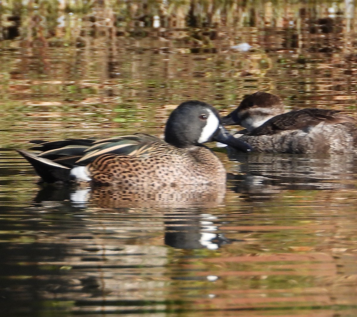 Blue-winged Teal - ML414021641
