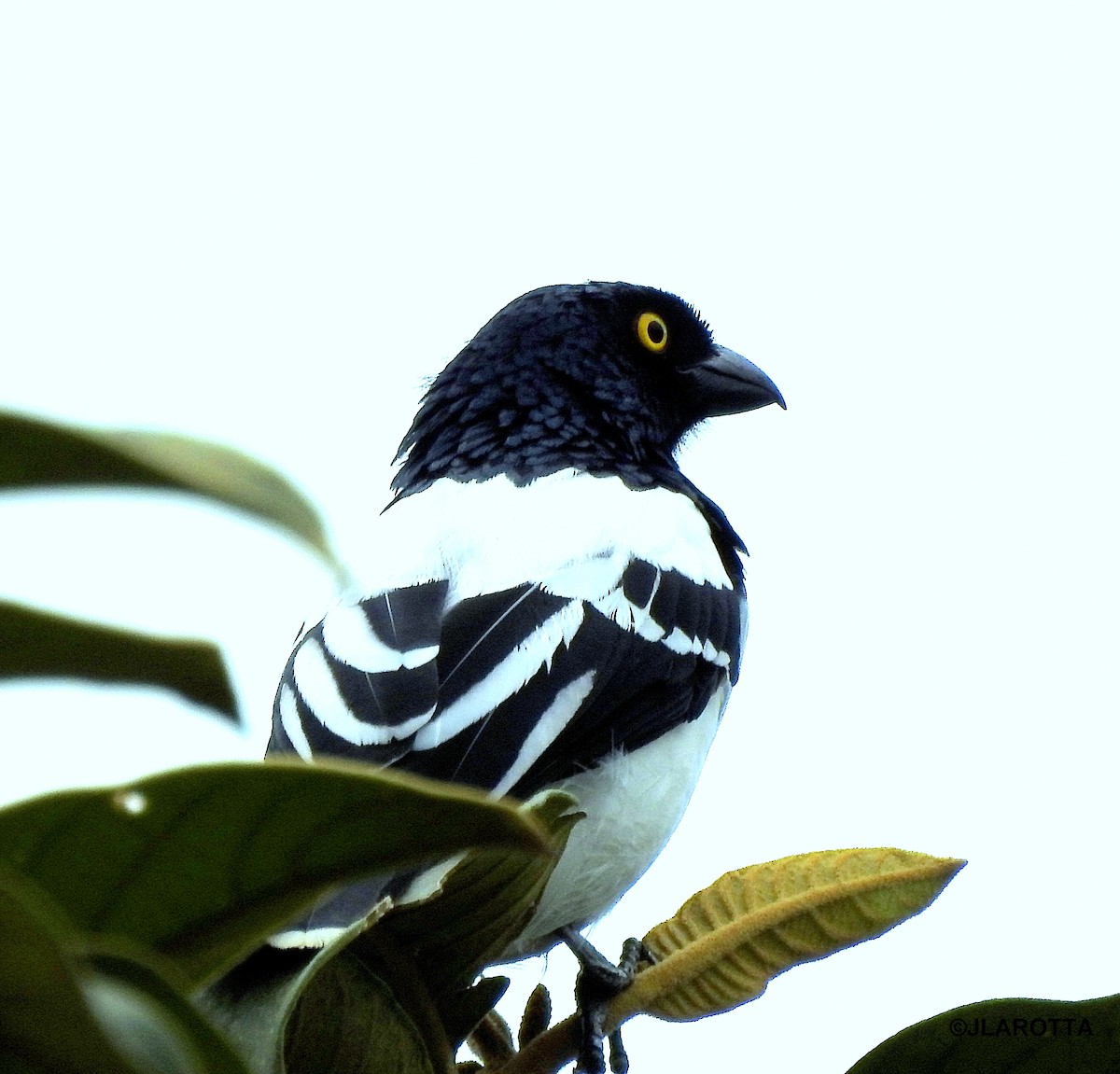 Magpie Tanager - ML414023011