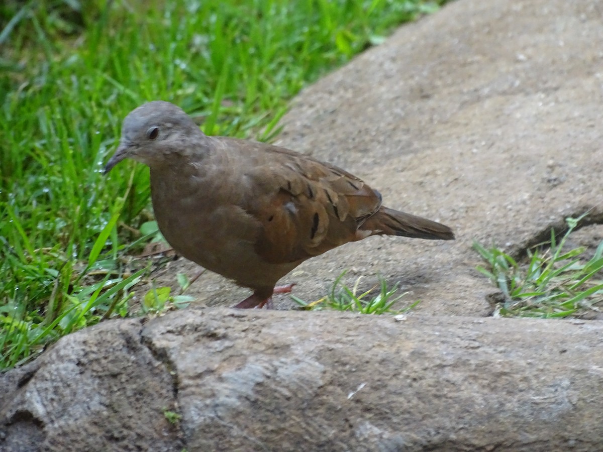 Ruddy Ground Dove - David Russell