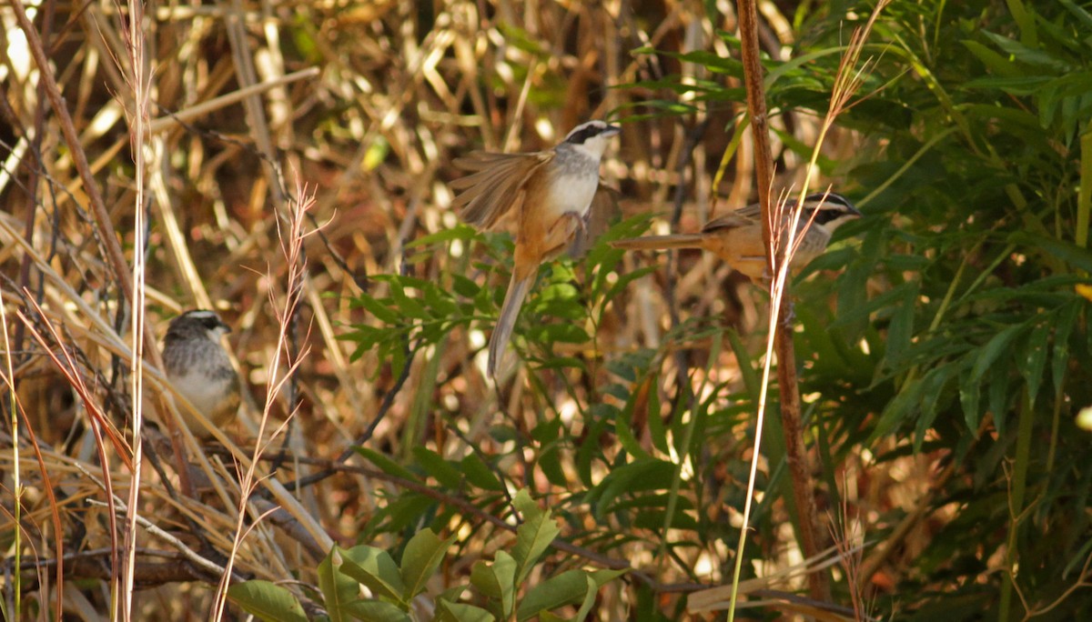Stripe-headed Sparrow - ML41402541