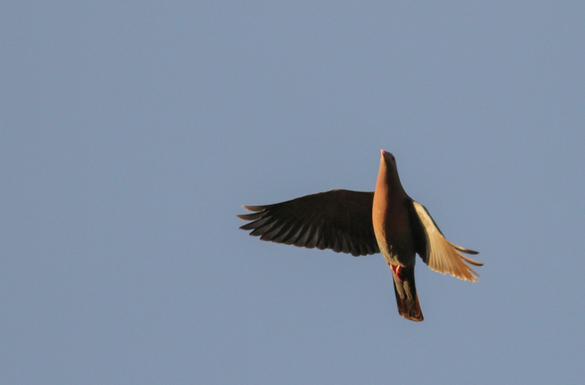 Red-billed Pigeon - Ian Davies