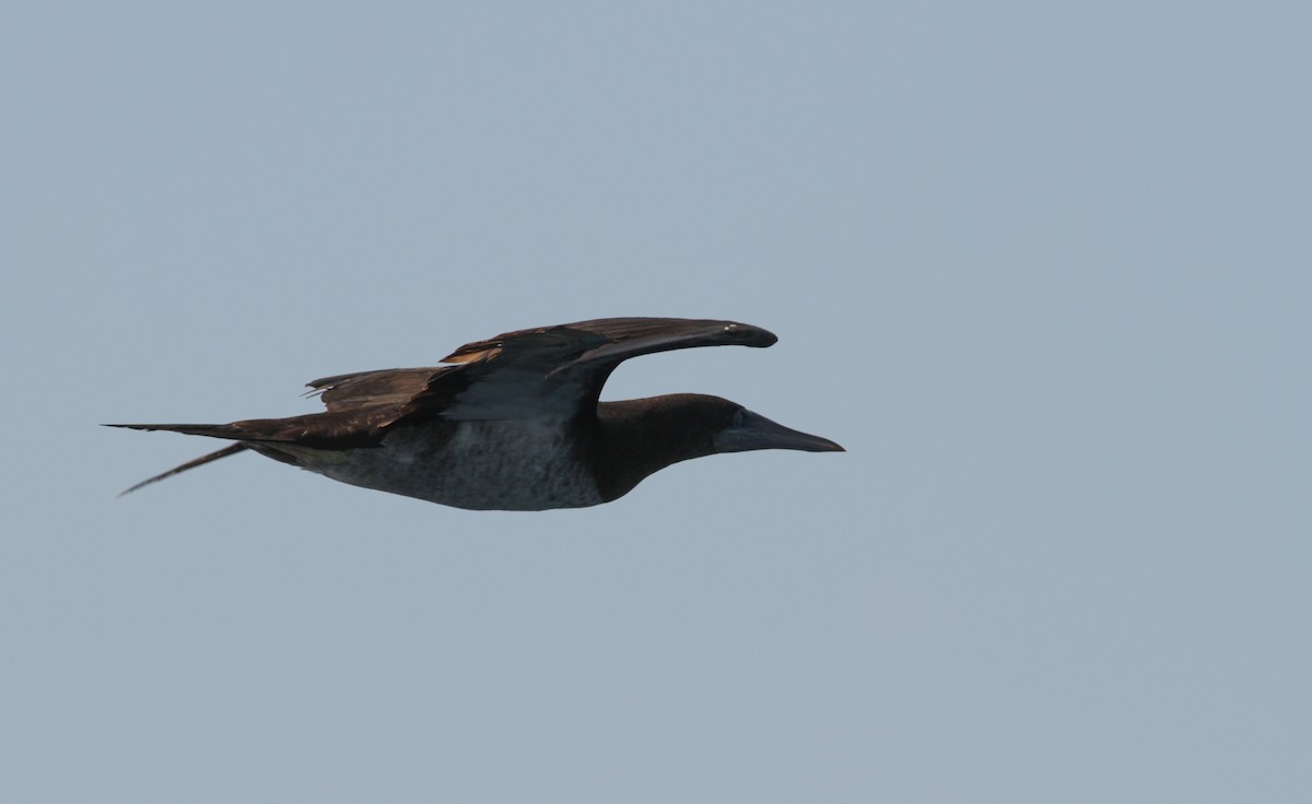 Brown Booby - ML41402811