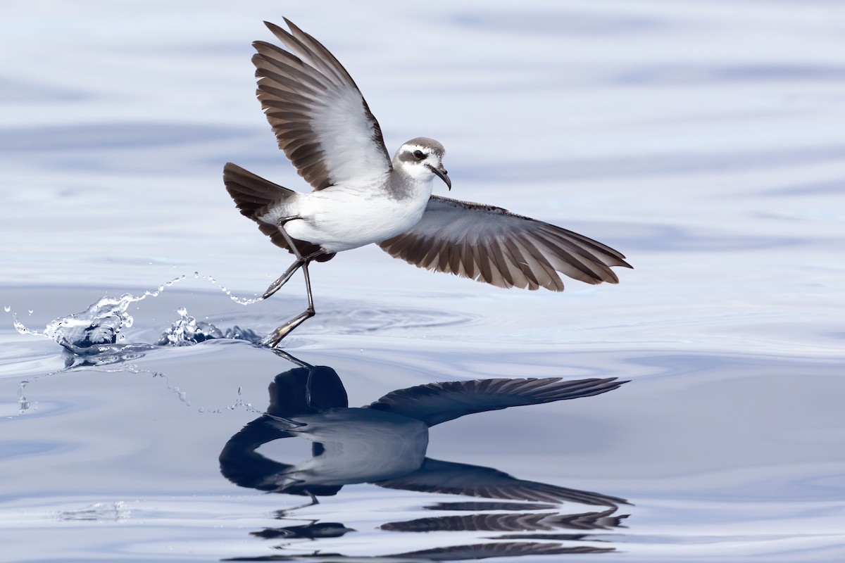 White-faced Storm-Petrel - ML414028861