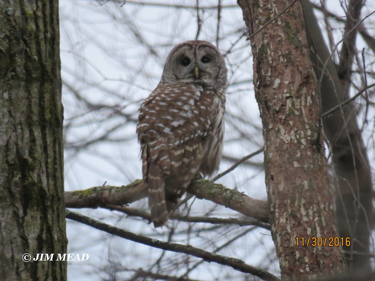 Barred Owl - ML41403341