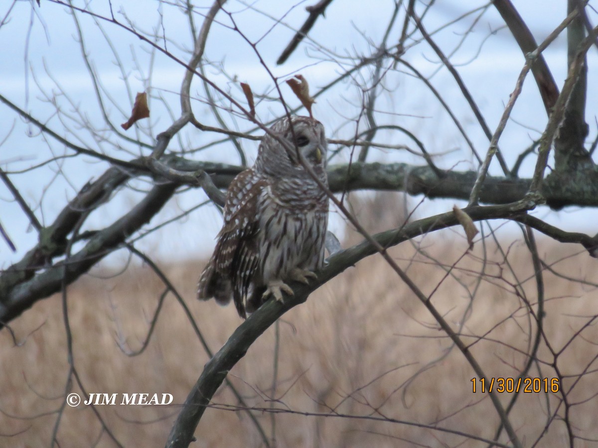 Barred Owl - Jim Mead