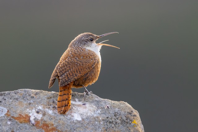Definitive Basic Canyon Wren - Canyon Wren - 