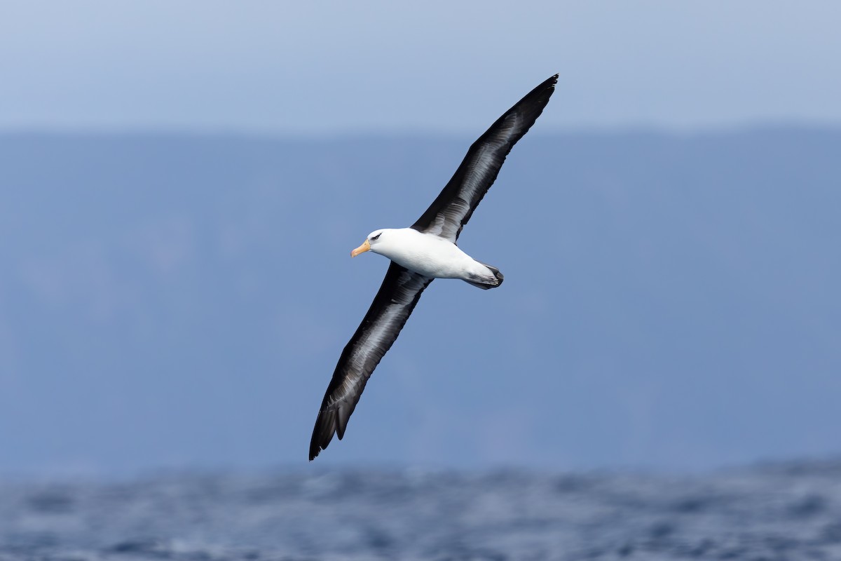 Albatros à sourcils noirs (impavida) - ML414038041