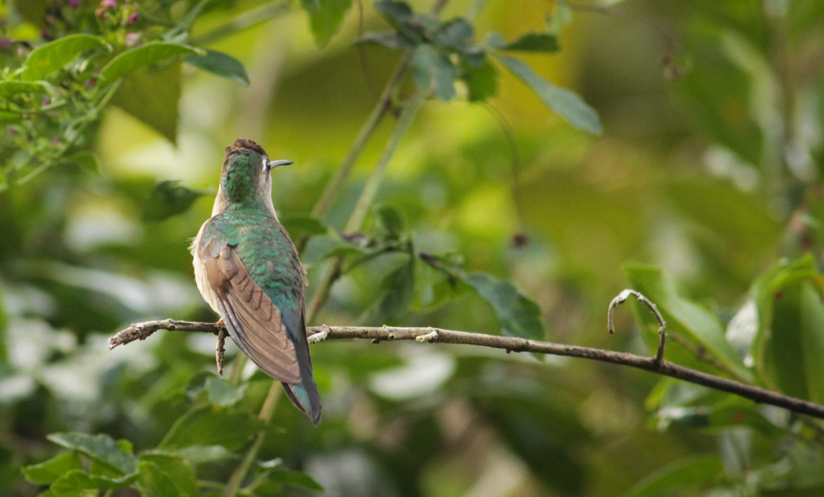 kolibřík klínoocasý - ML41404461