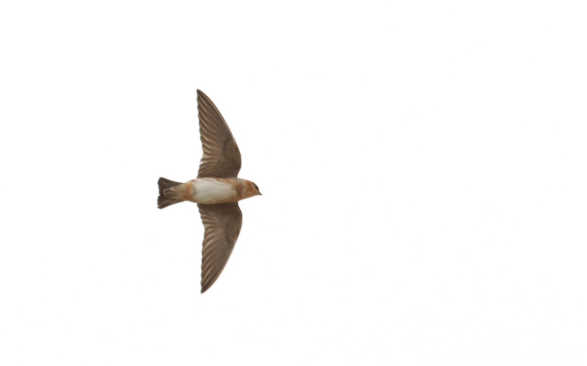 Cave Swallow (Yucatan) - ML41404551