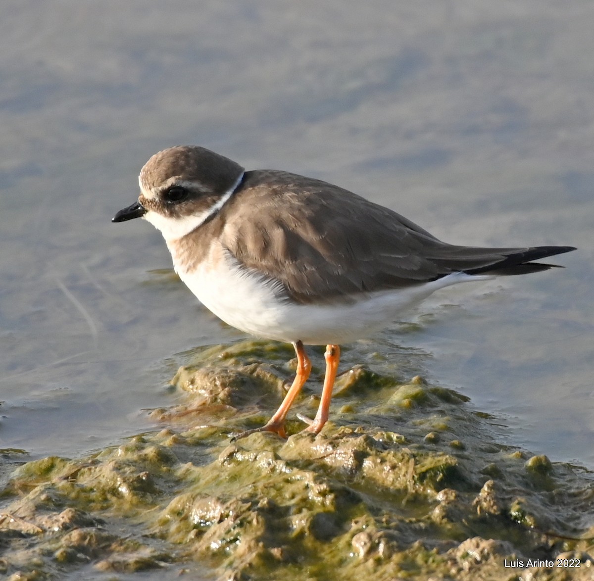 Common Ringed Plover - ML414046391