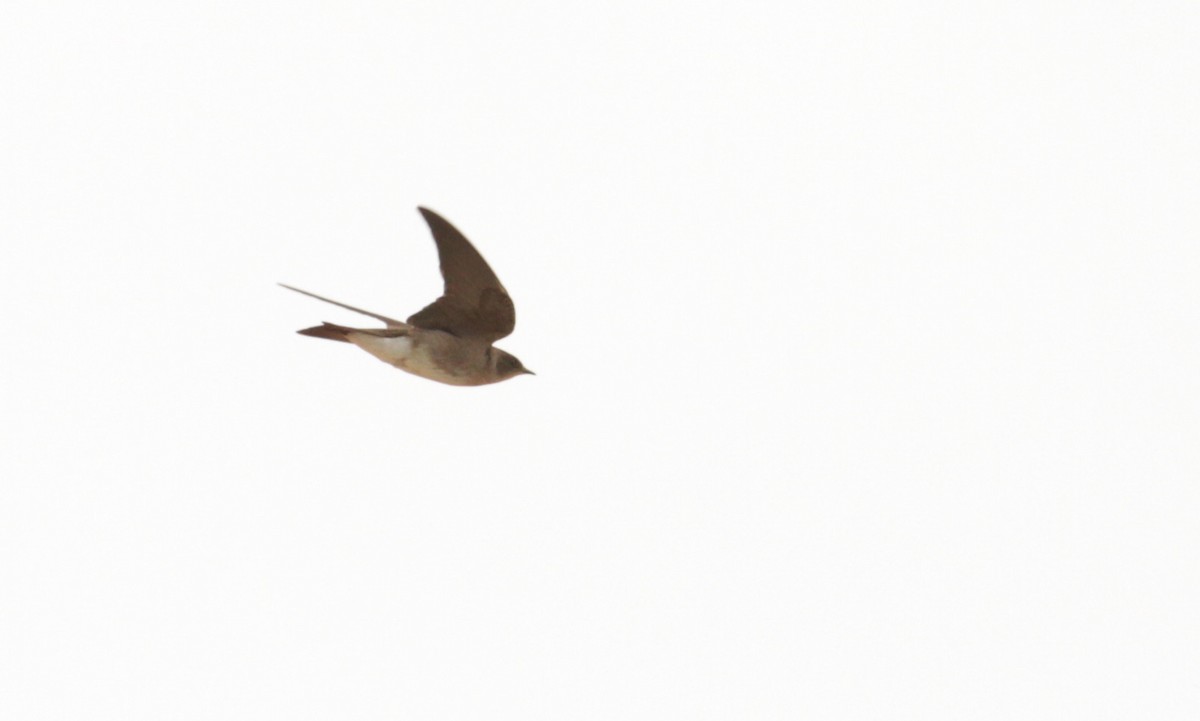 Northern Rough-winged Swallow (Ridgway's) - Ian Davies