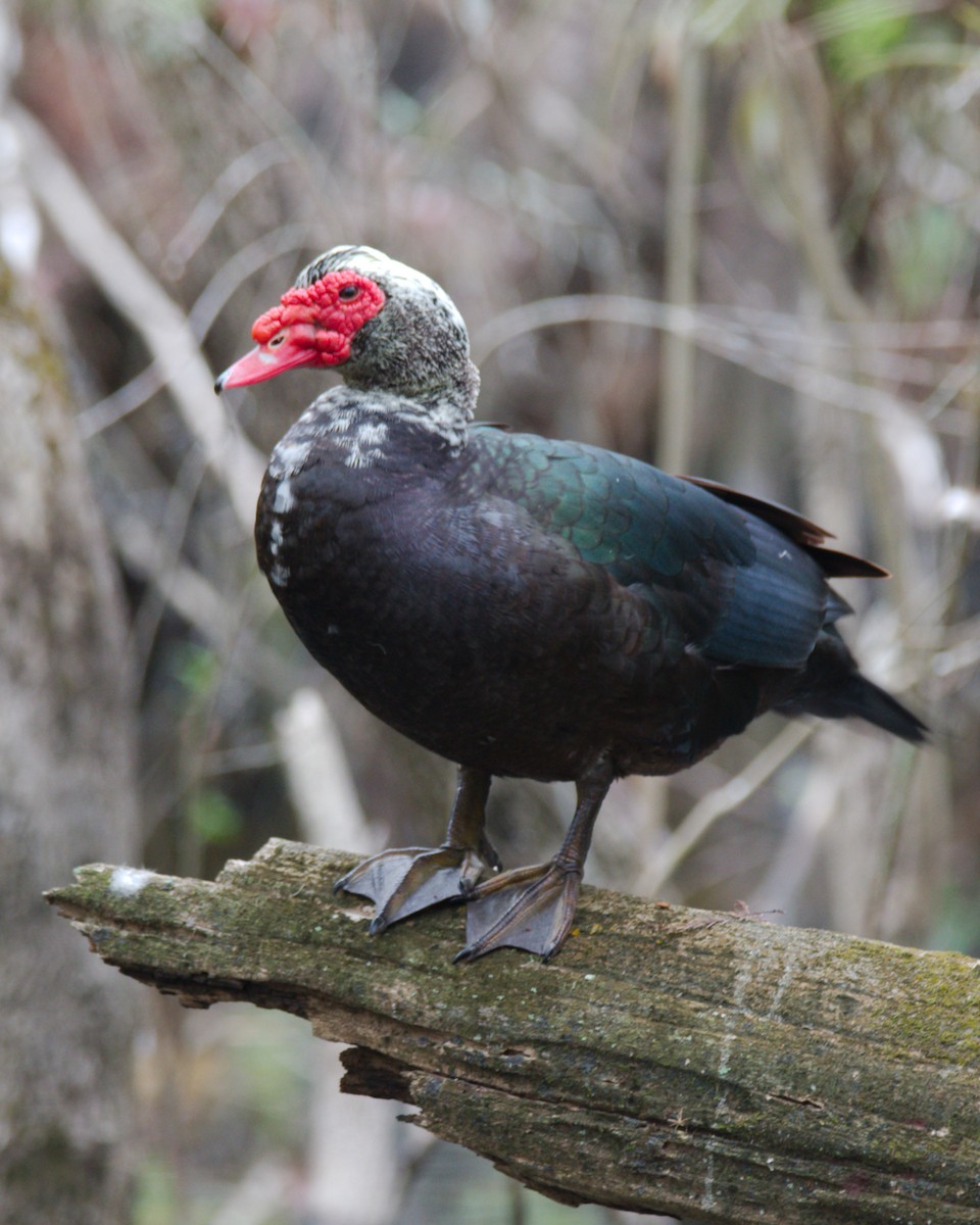 Muscovy Duck (Domestic type) - Chad Cleland
