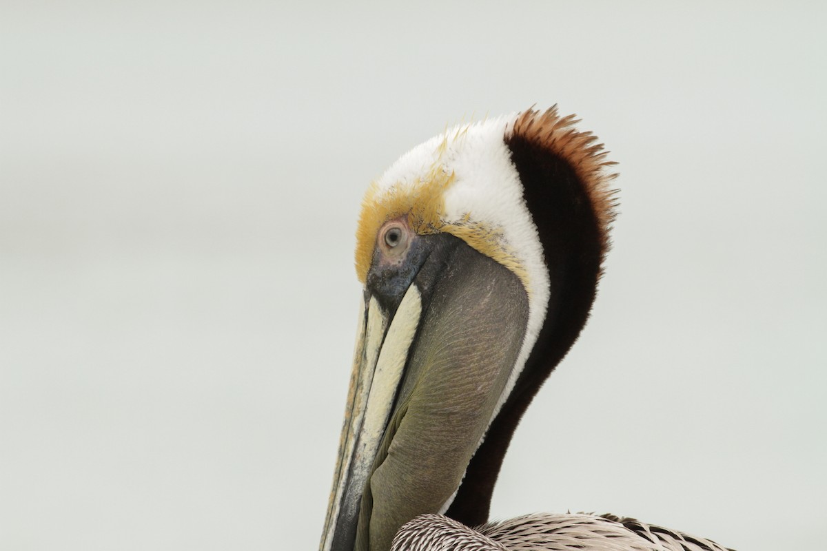 pelikán hnědý - ML41404721