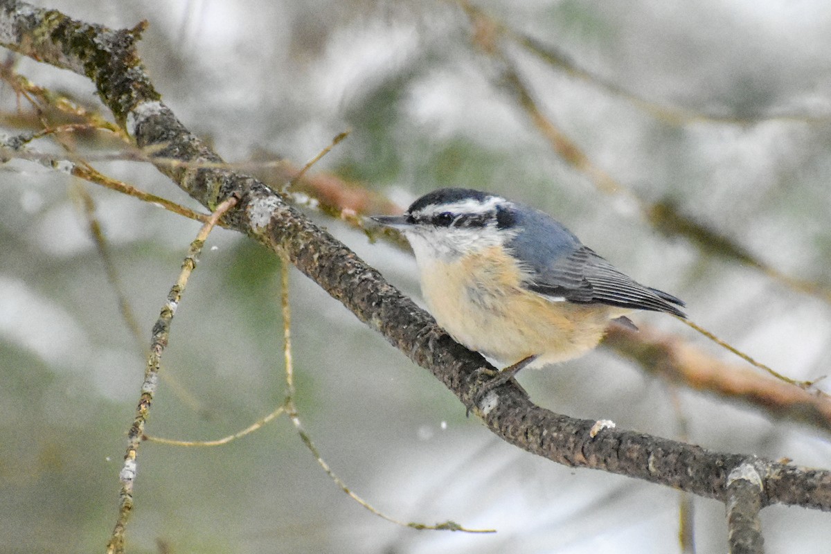 Red-breasted Nuthatch - ML414056151