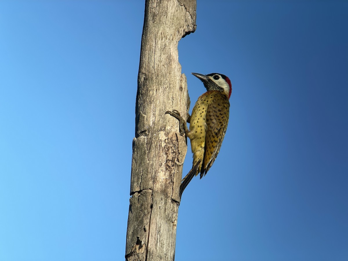 Spot-breasted Woodpecker - ML414056431