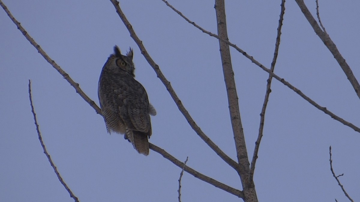 Great Horned Owl - ML414060871