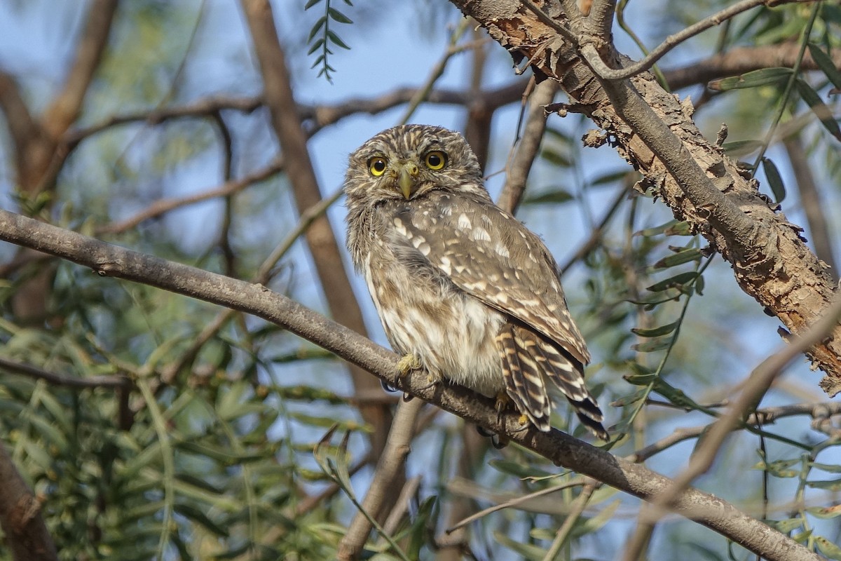 Peruvian Pygmy-Owl - ML414063201