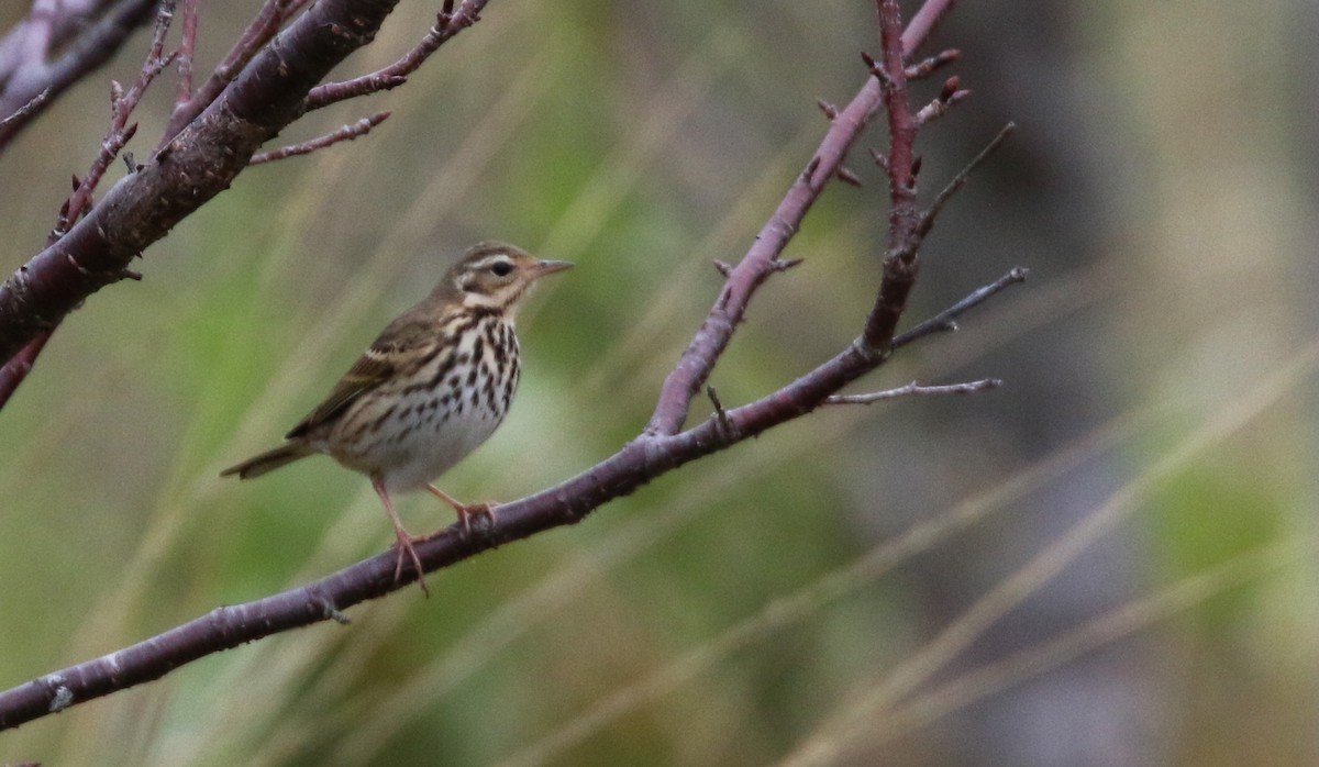 Olive-backed Pipit - ML41407051