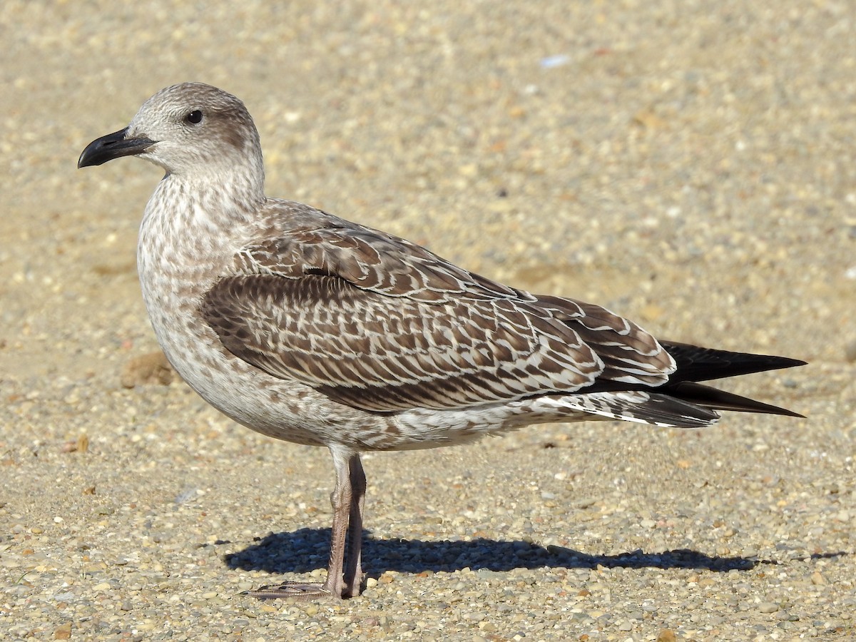 Lesser Black-backed Gull - Reanna Thomas