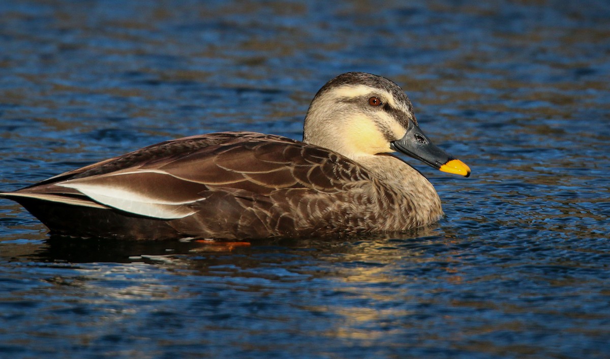 Eastern Spot-billed Duck - ML41407791