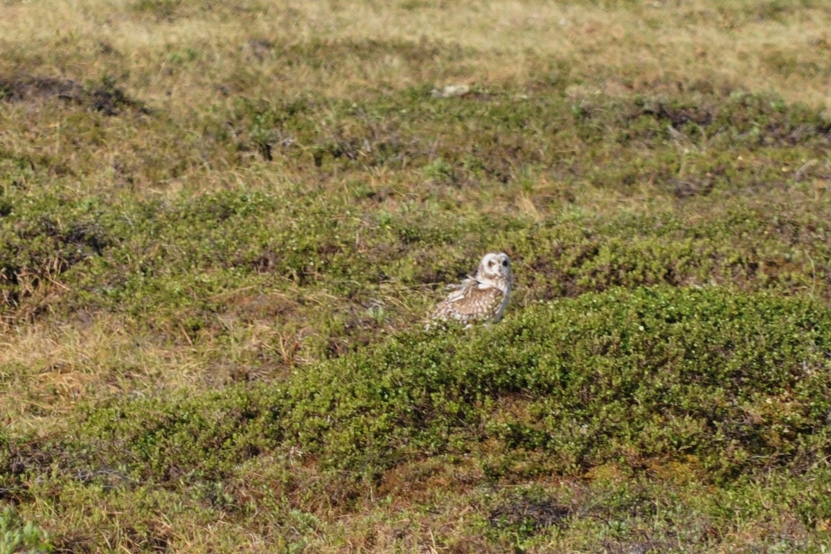 Short-eared Owl - ML41408181