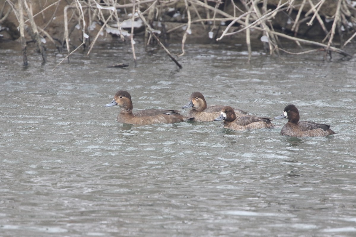 Greater Scaup - ML414083641