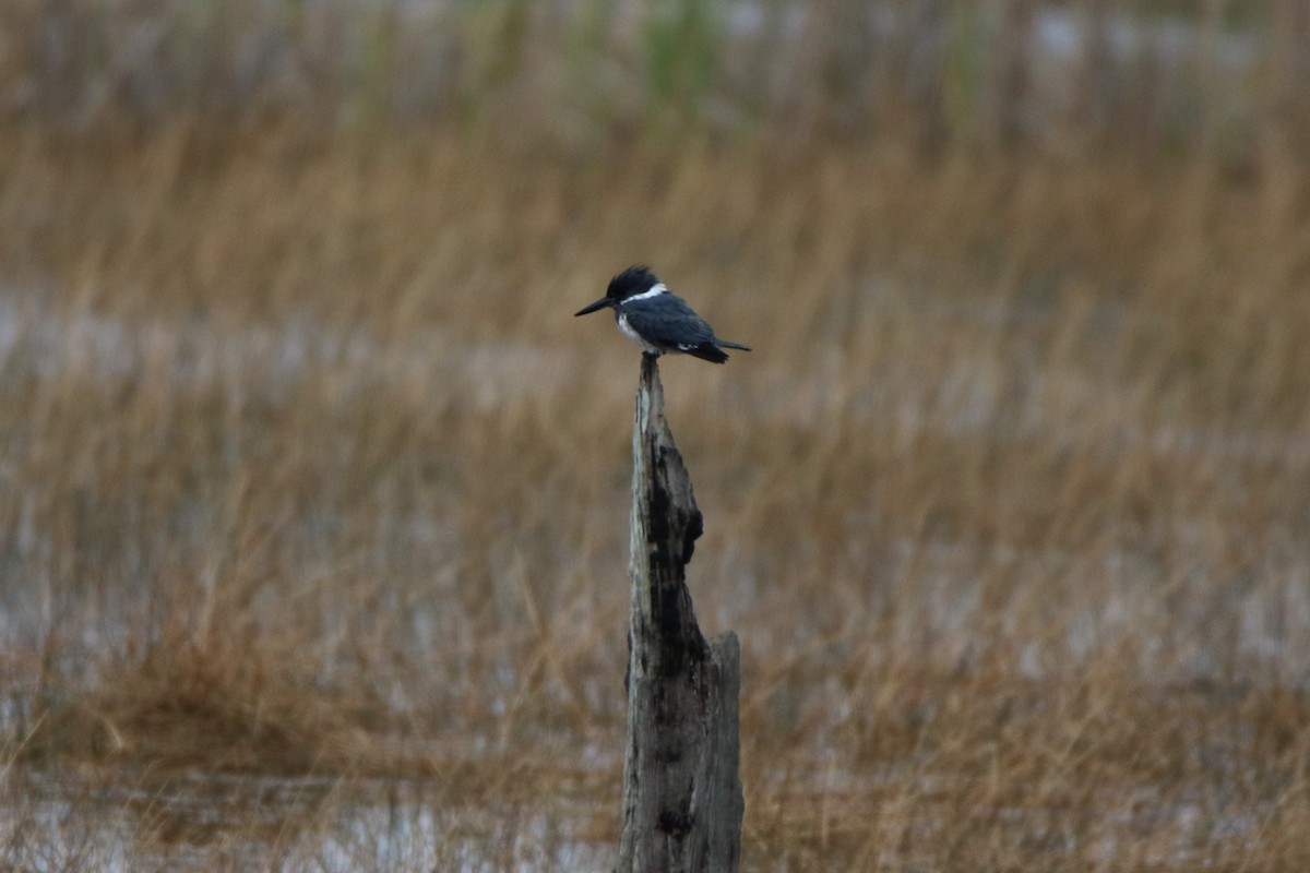 Belted Kingfisher - ML414085331