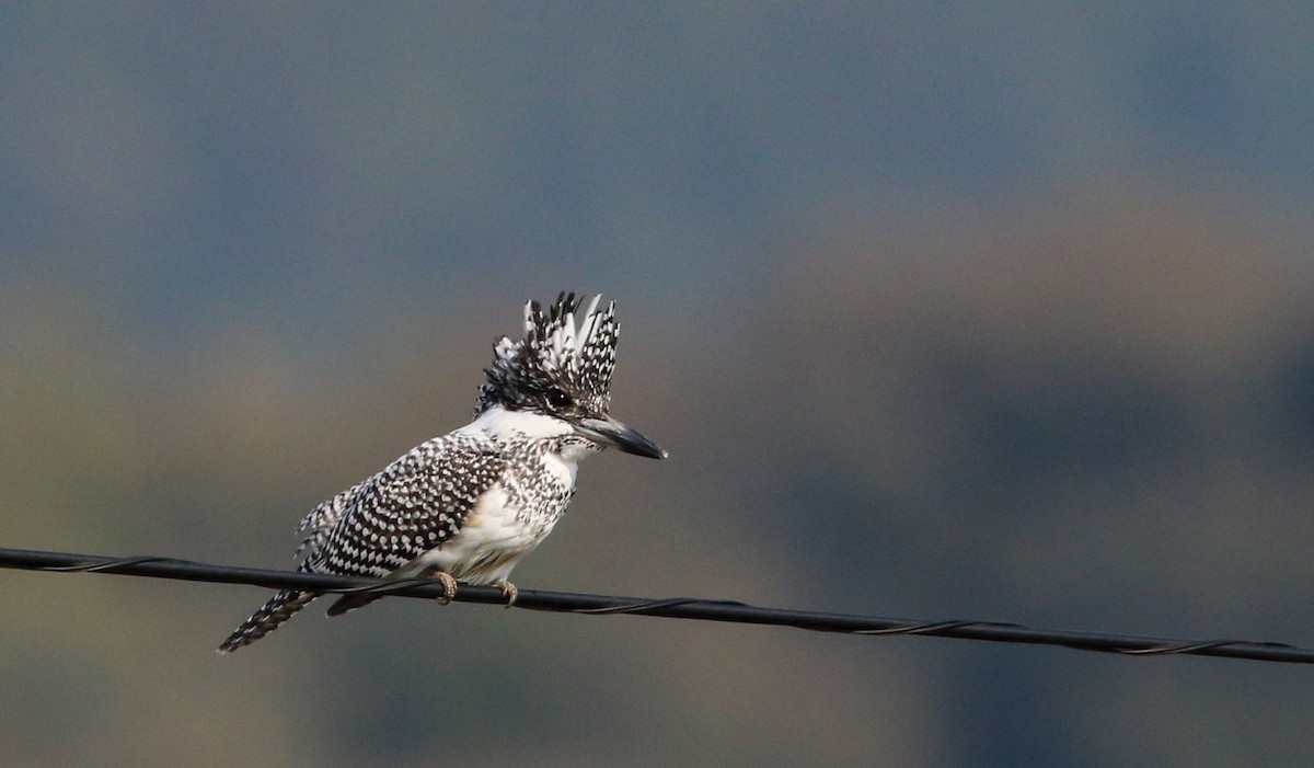 Crested Kingfisher - ML41408551