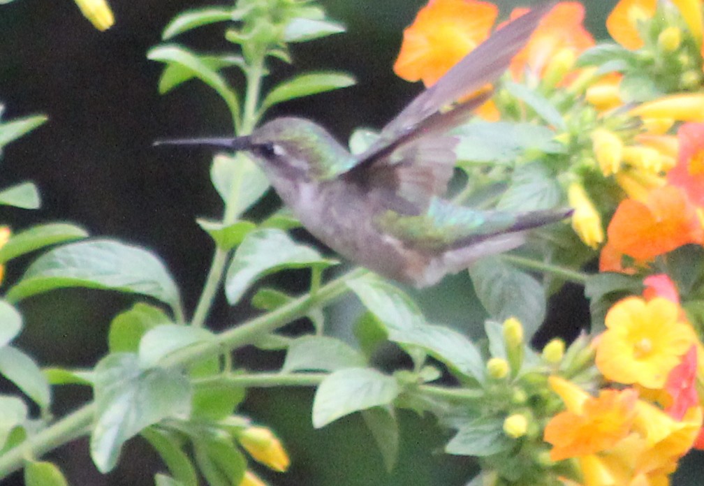 Ruby-throated Hummingbird - ML41409091