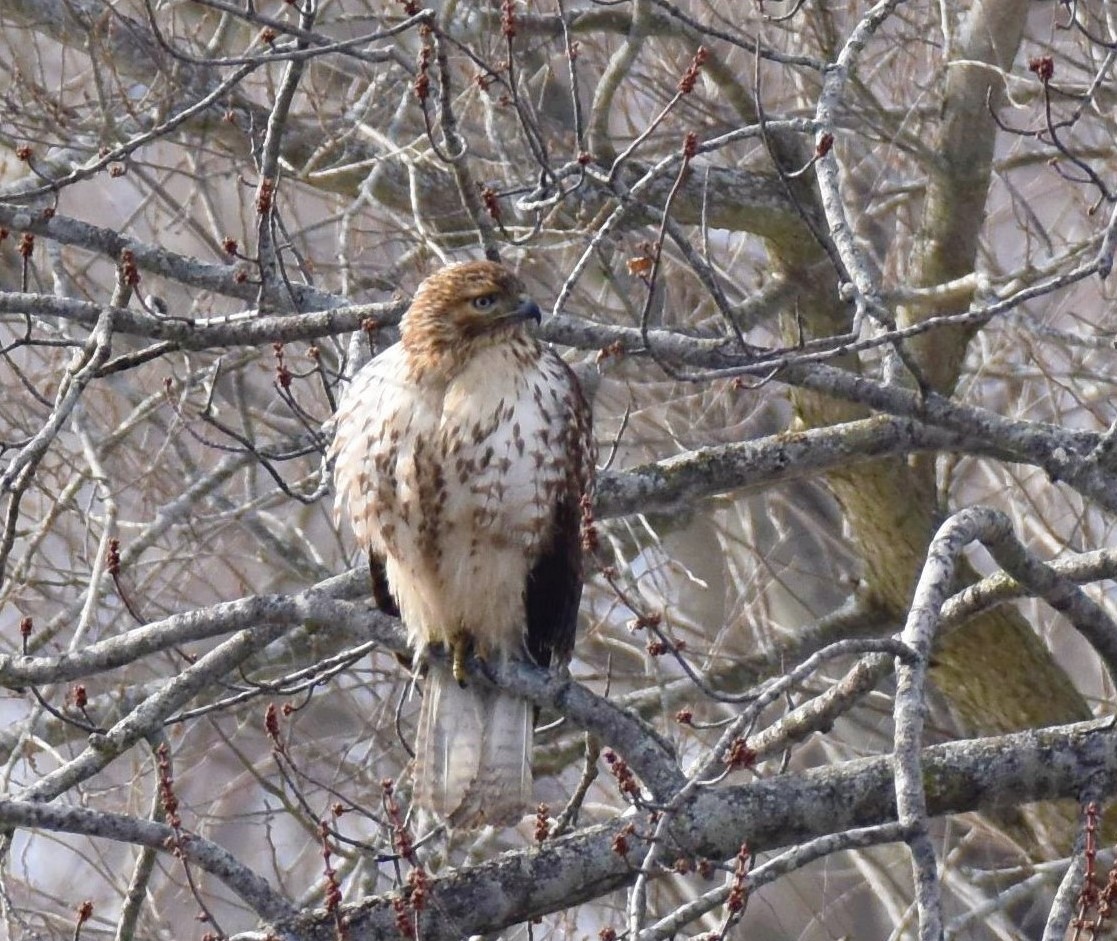 Red-tailed Hawk - ML414099661