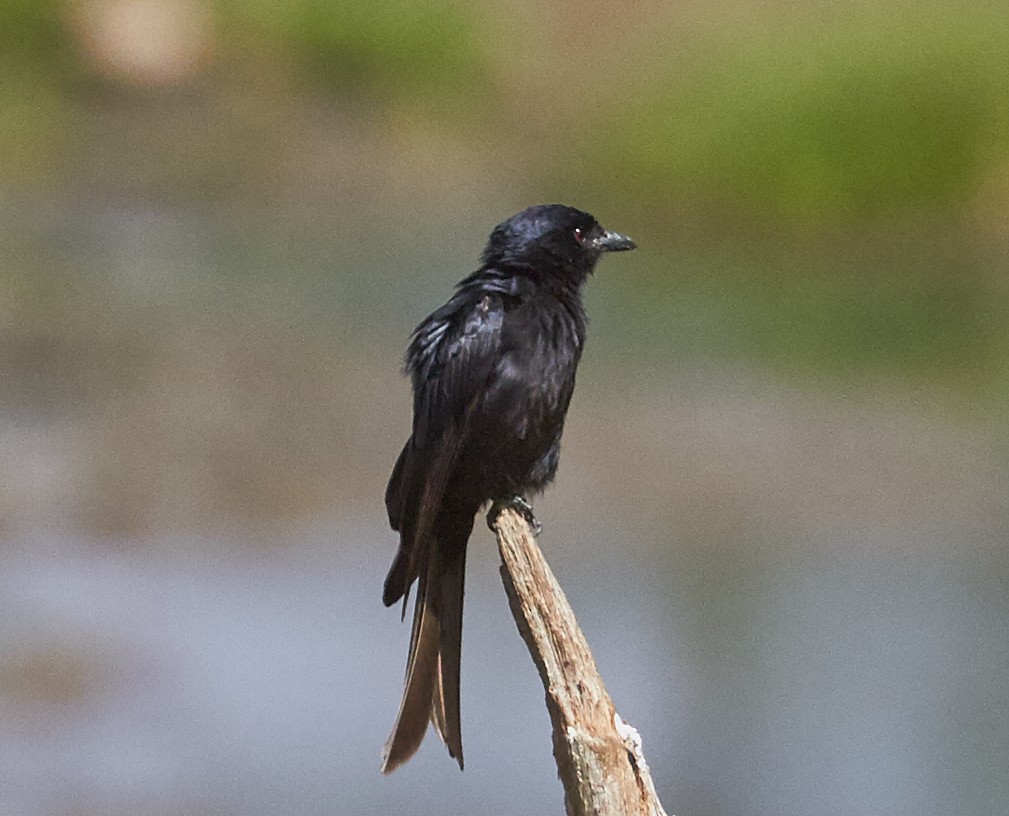 Fork-tailed Drongo - ML41411841