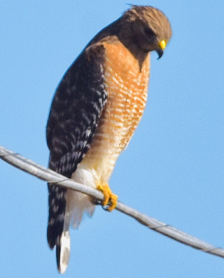 Red-shouldered Hawk - ML414130591