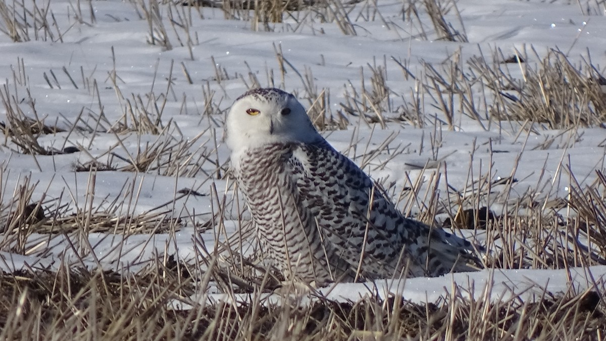 Snowy Owl - ML414130691