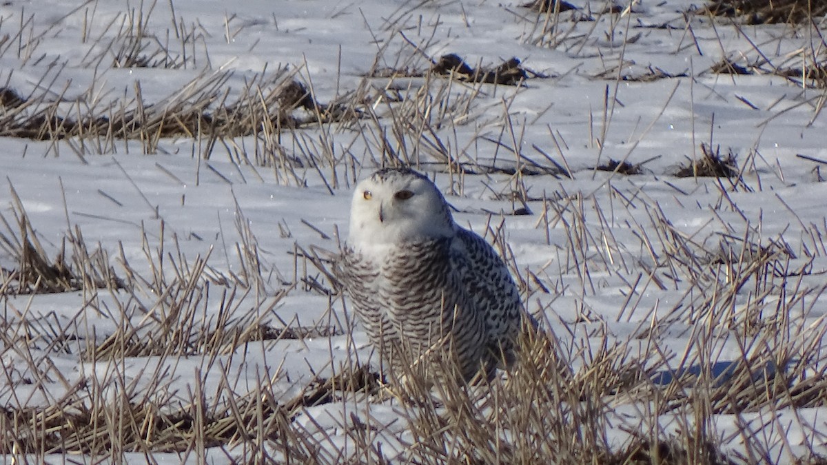 Snowy Owl - ML414130701