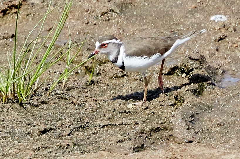 Three-banded Plover - ML41413231