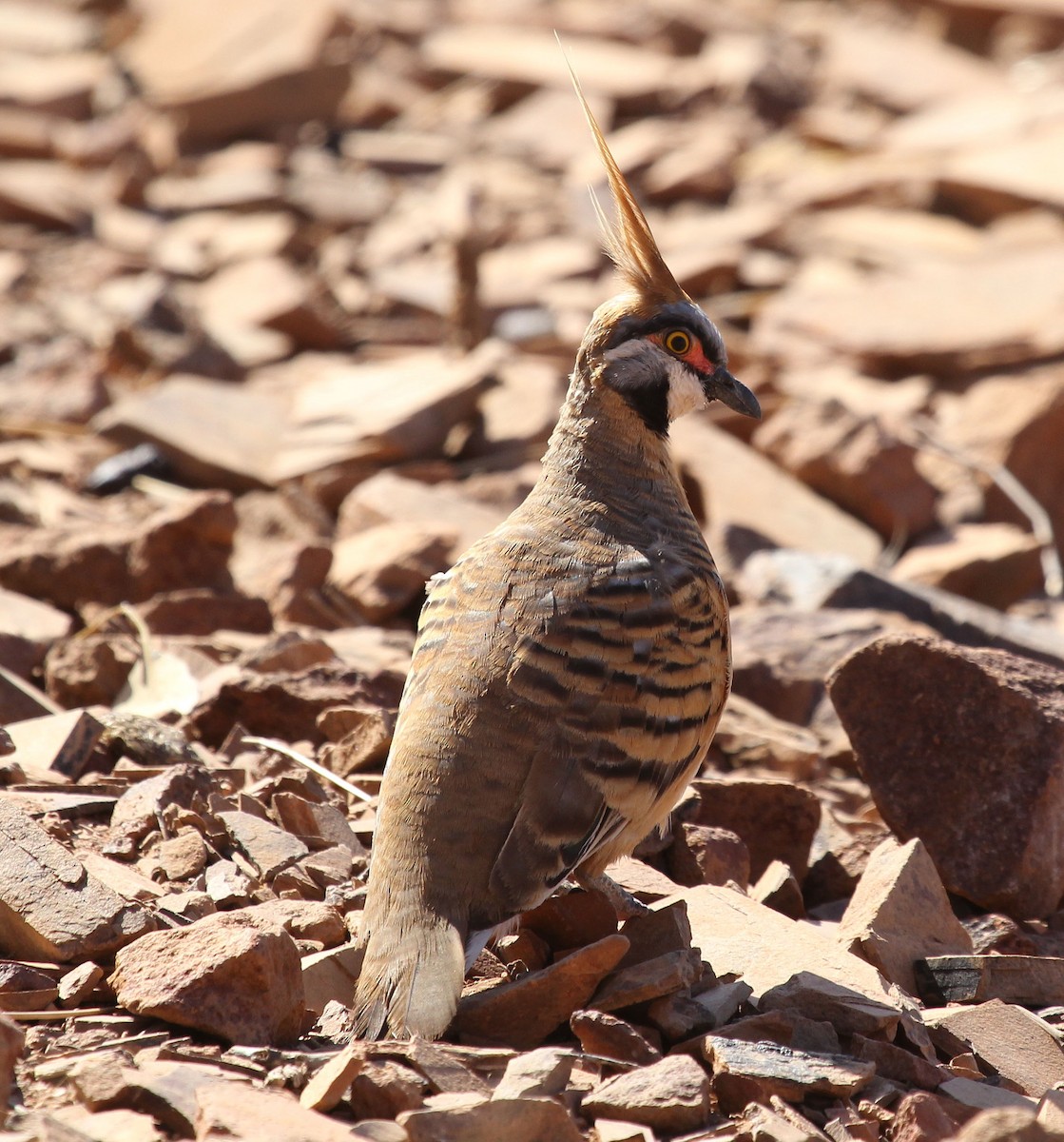 Spinifex Pigeon - ML41413631