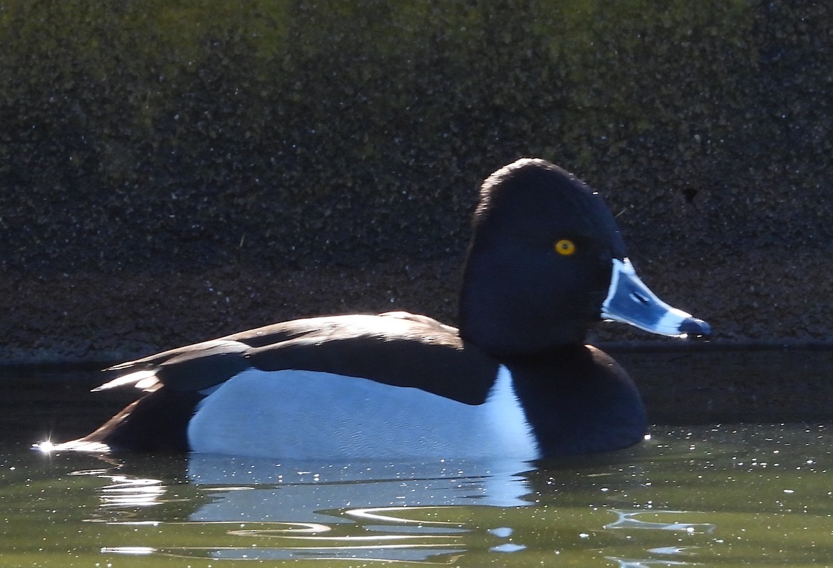 Ring-necked Duck - ML414136311