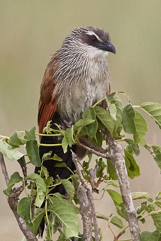 White-browed Coucal - ML41415381