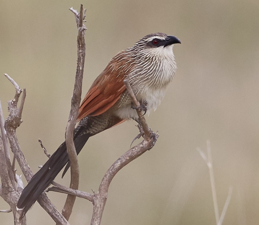 White-browed Coucal - ML41415401