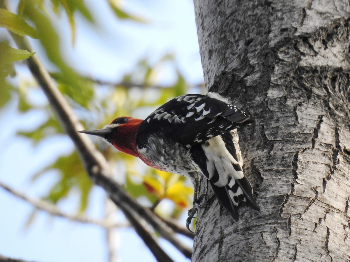 Red-breasted Sapsucker - ML414158441