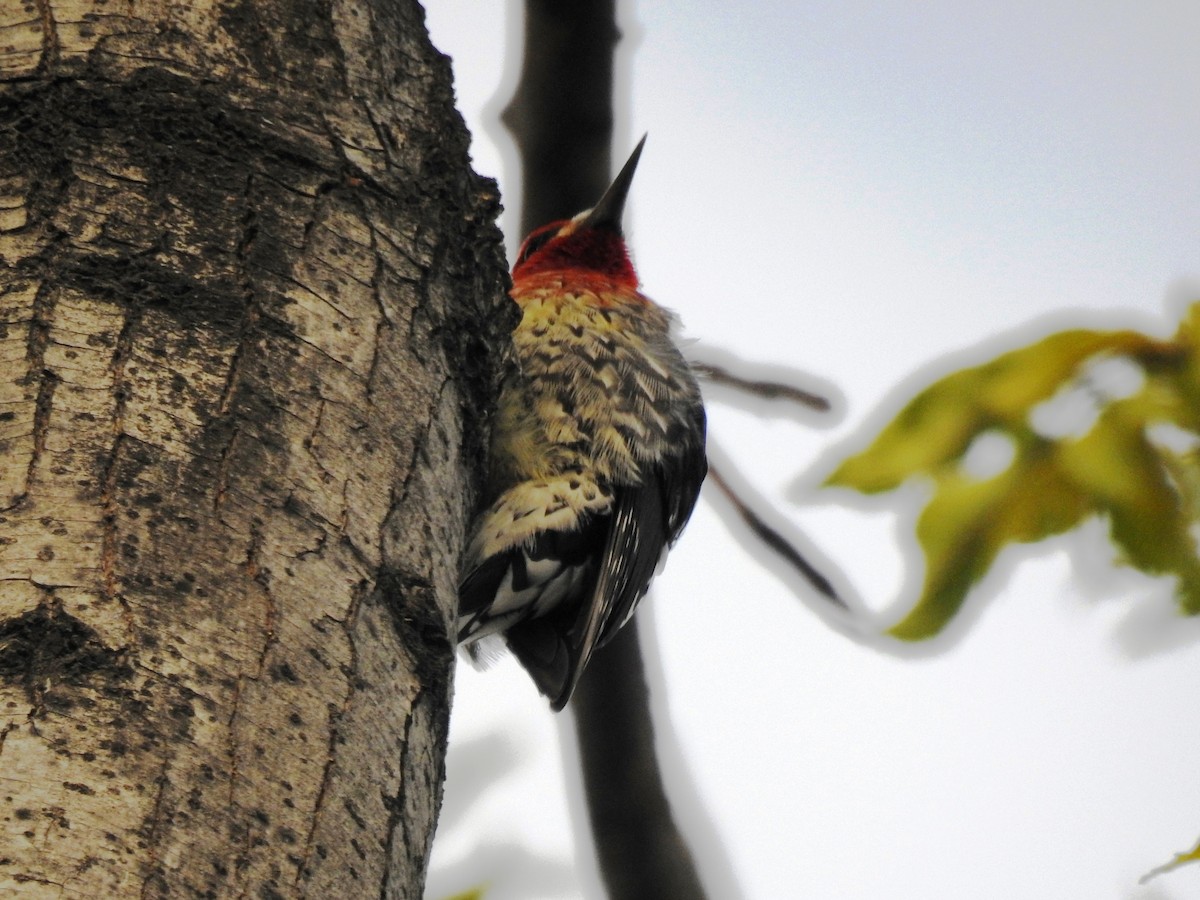 Red-breasted Sapsucker - ML414158451