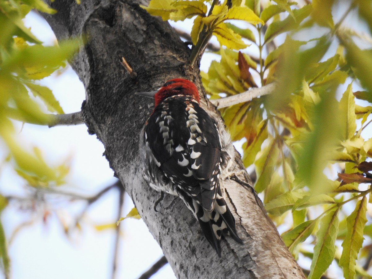 Red-breasted Sapsucker - ML414158461