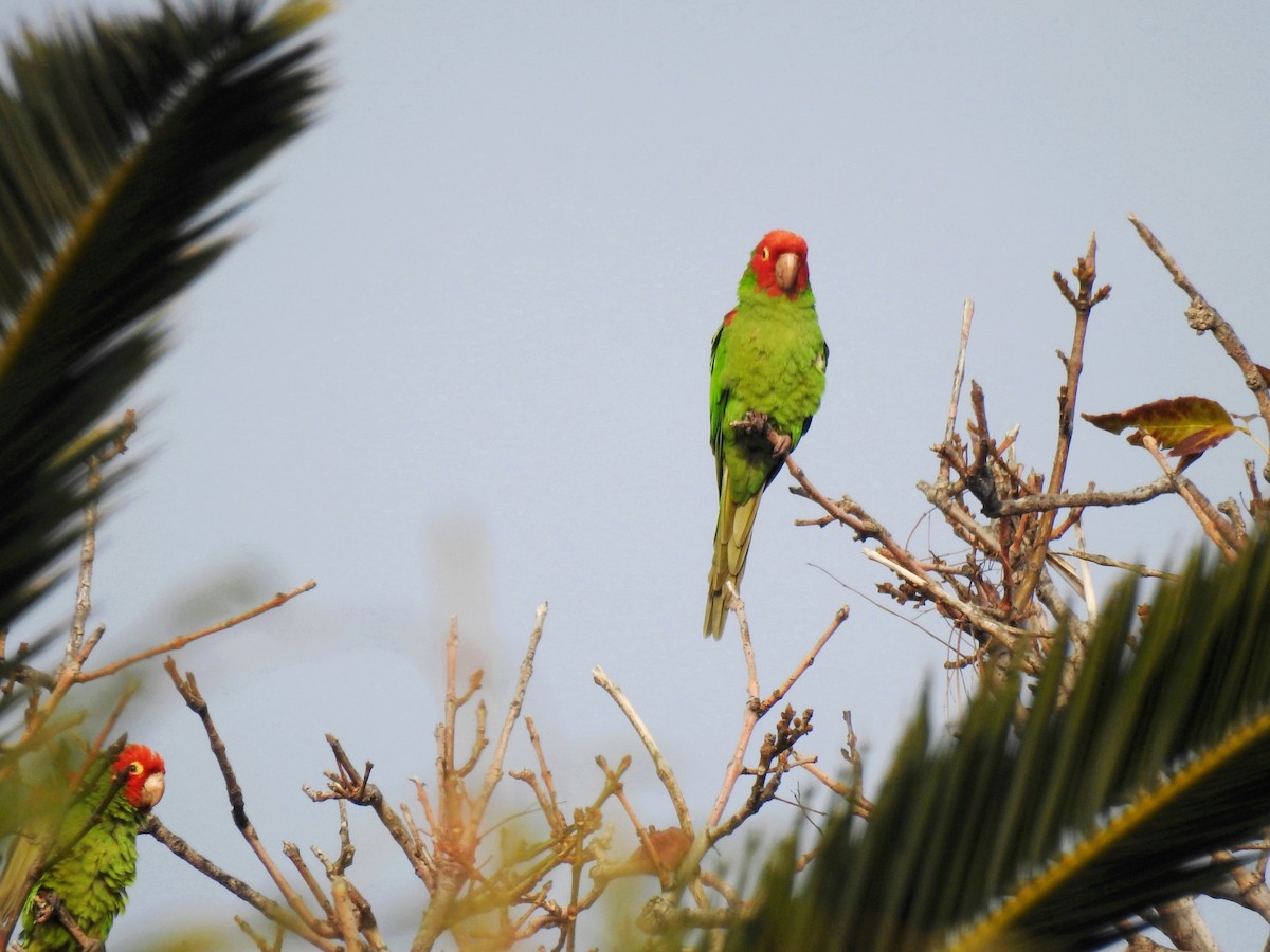 Red-masked Parakeet - ML414161181