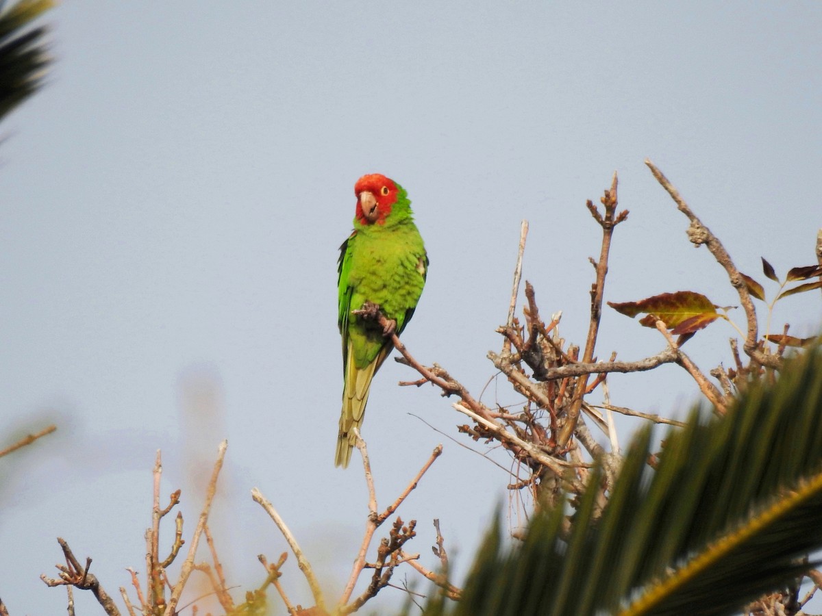 Red-masked Parakeet - ML414161201