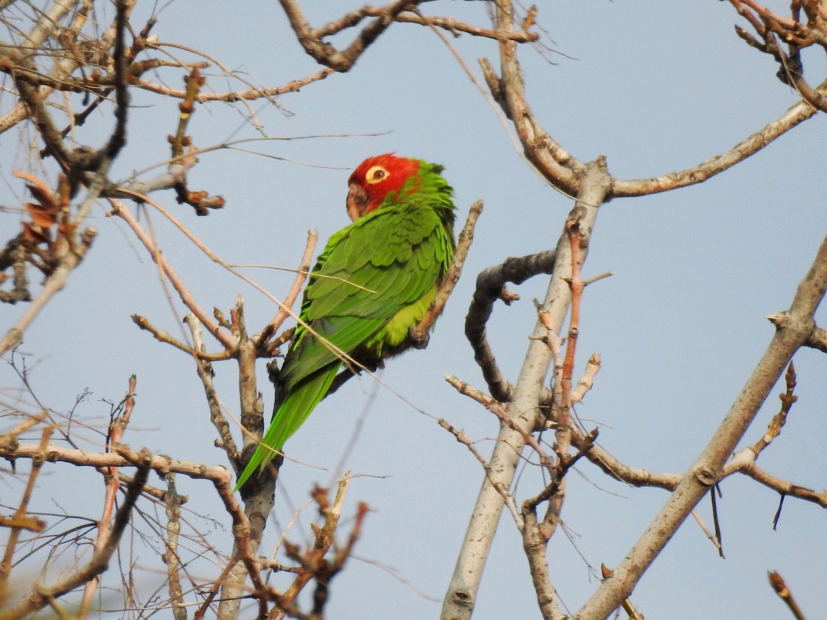 Red-masked Parakeet - ML414161211