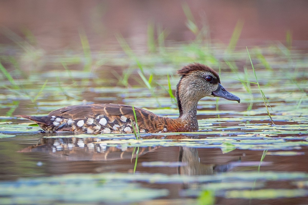 Spotted Whistling-Duck - ML414162901