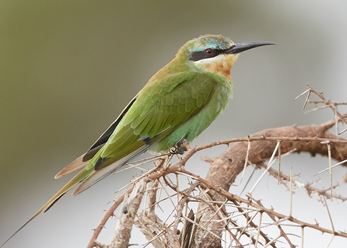 Blue-cheeked Bee-eater - ML41416351