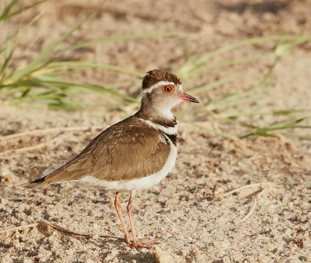 Three-banded Plover - ML41416581